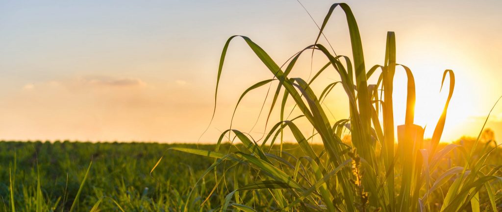 7 Reasons You Should Be Using Liquid Sugar