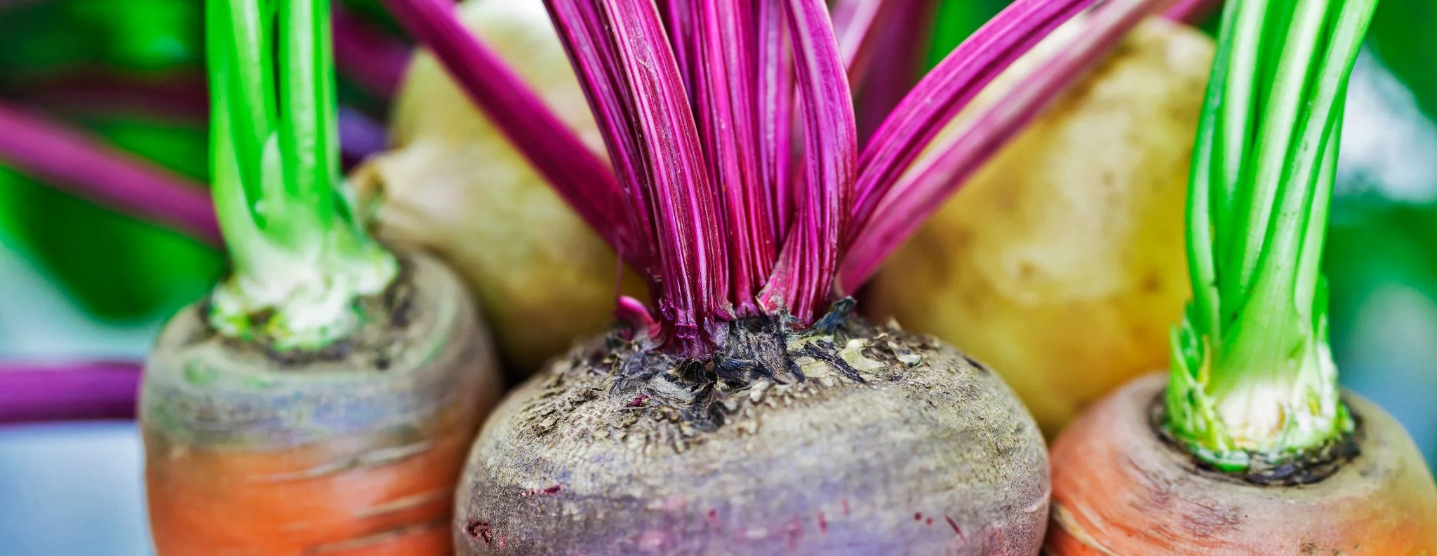 Dear Chefs, We're Want To Talk About Root to Stem!