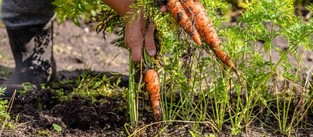 What Do You Know About the Organic Movement?