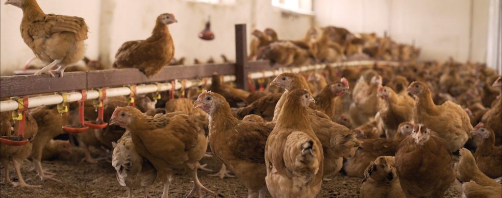 How To Better Understand Food Labeling