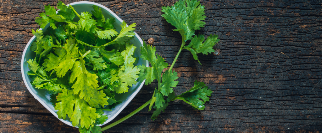 Our Favorite Herbs To Use In The Summertime