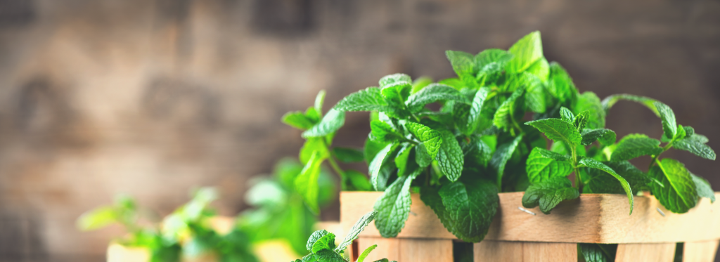 Our Favorite Herbs To Use In The Summertime
