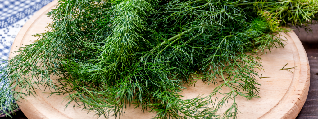 Our Favorite Herbs To Use In The Summertime
