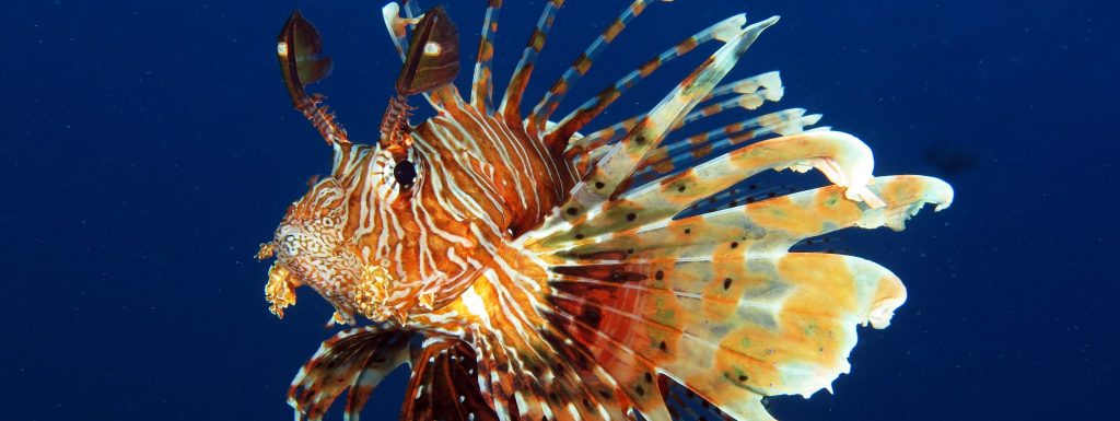 6 Invasive Species That You Can Eat For Dinner