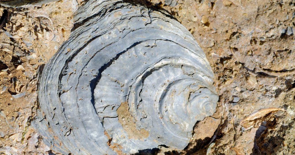 PJP Food History Series: The History of Oysters
