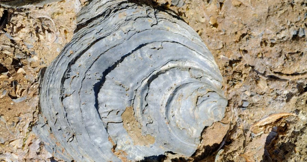 PJP Food History Series: The History of Oysters