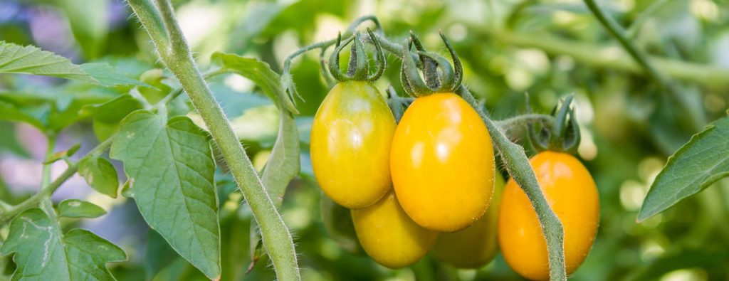 PJP Food History Series: The History of Tomatoes