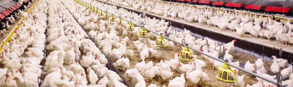 Food History Series: The History of Chicken 