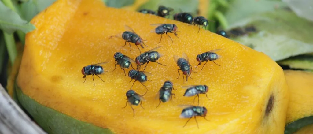 Pest Prevention from a Restaurant Insider – What Could You Be Doing Differently?