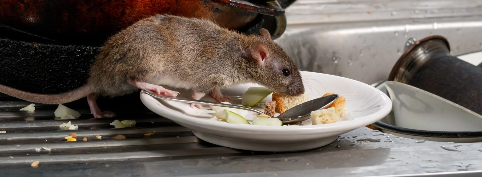 Pest Prevention from a Restaurant Insider – What Could You Be Doing Differently?